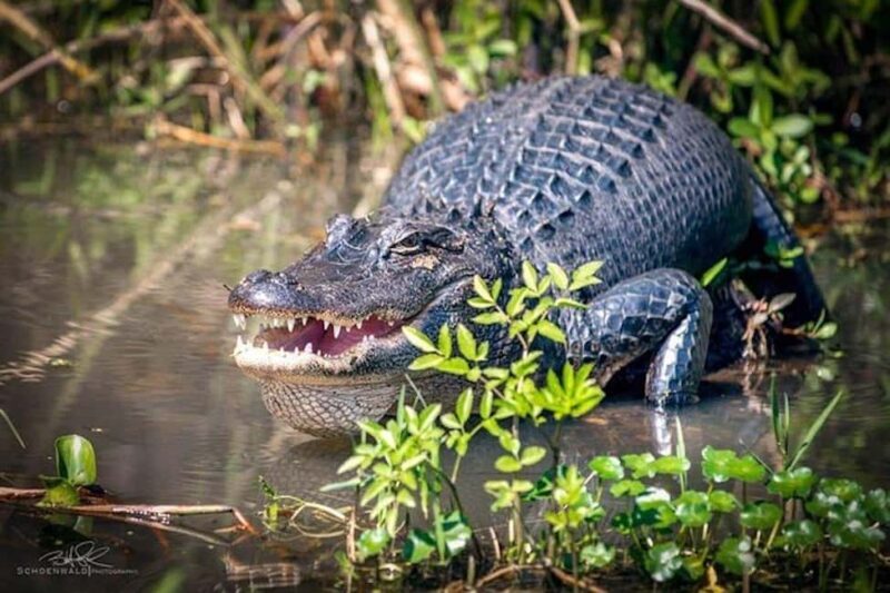 Honey Island Swamp and Bayou Boat Tour with Transportation - Exploring Louisiana’s Last Preserved Wetlands
