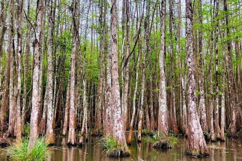 Honey Island Swamp and Bayou Boat Tour with Transportation - Authentic Experiences & Authentic Wildlife Sightings
