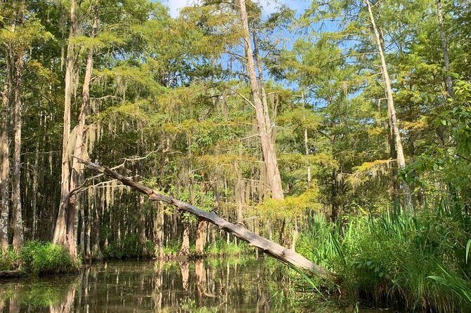 Honey Island Swamp Boat Tour - A Detailed Look at the Honey Island Swamp Experience