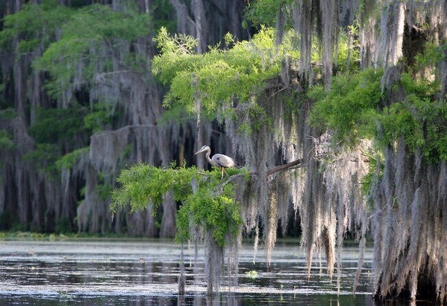 Honey Island Swamp Boat Tour with Transportation from New Orleans - Honey Island Swamp Boat Tour with Transportation from New Orleans