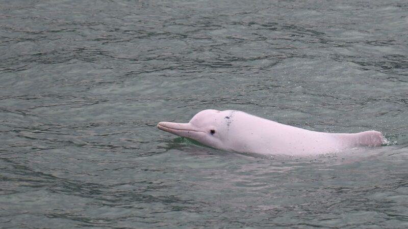 Hong Kong: Dolphin Cruise, Big Buddha, & Lantau Island Tour - A Deep Dive into the Lantau Island Experience