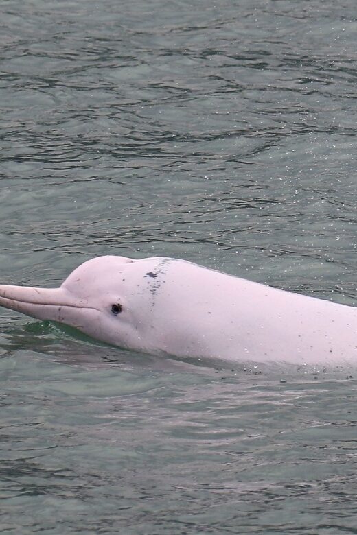 Hong Kong: Dolphin Cruise, Big Buddha, & Lantau Island Tour - Final Thoughts