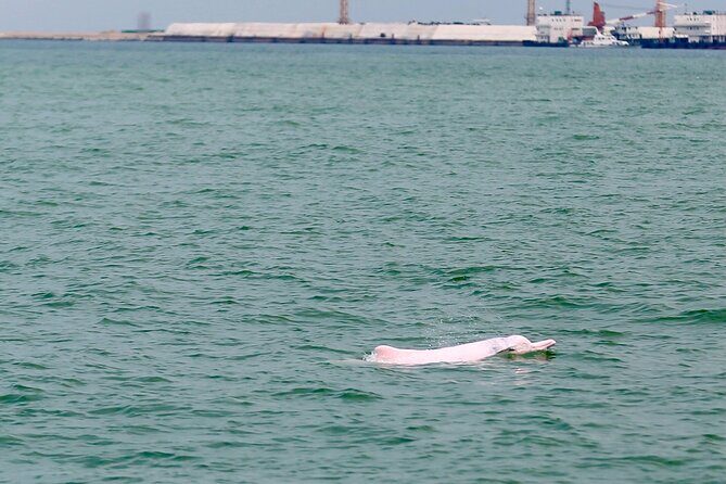 Hong Kong Dolphin Watch Tour - Key Points