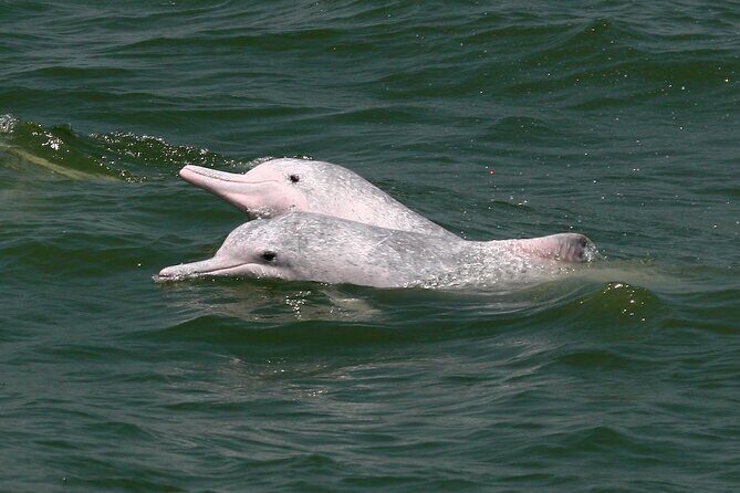 Hong Kong Dolphin Watch Tour - Practical Details and Value