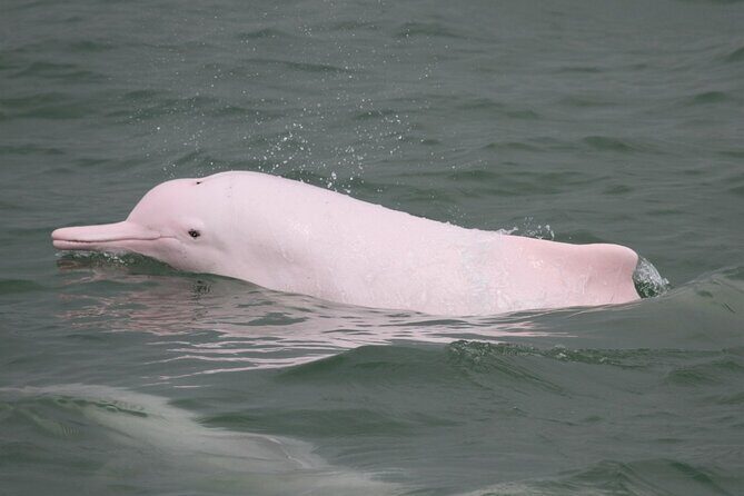 Hong Kong: Lantau Island & Tai O Cruise, Skip The Line Cable Car - Analyzing the Value and Experience