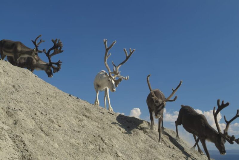 Honningsvåg: North Cape Summer Tour with Sami Family Visit - FAQ