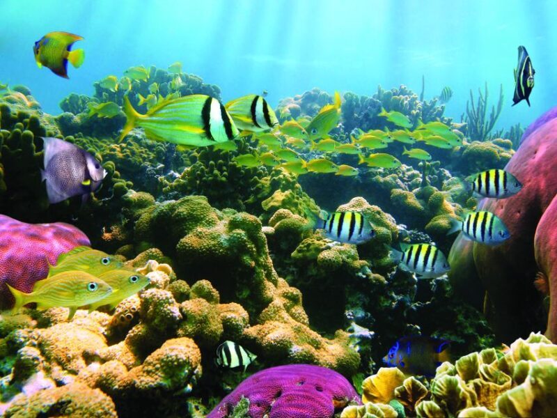 Honokohau: Kona Snorkel and Sail with Drinks and Snacks - An In-Depth Look at the Kona Snorkel and Sail Tour
