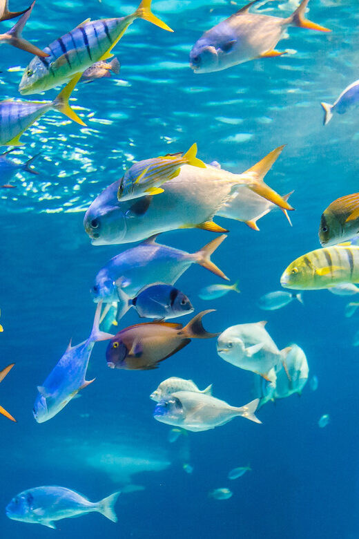Honolulu: Glass Bottom Boat Tour along Oahu's South Shore - Honolulu: Glass Bottom Boat Tour along Oahus South Shore