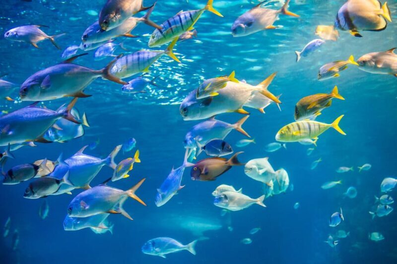 Honolulu: Glass Bottom Boat Tour along Oahu's South Shore - The Sum Up