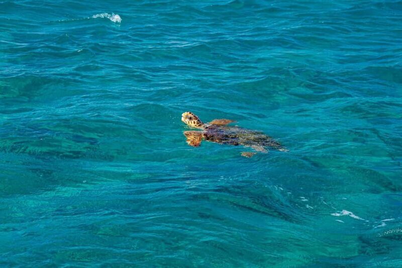 Honolulu: Hanauma Bay Snorkeling Experience w/ Hotel Pickup - The Experience: What You’ll Feel and See
