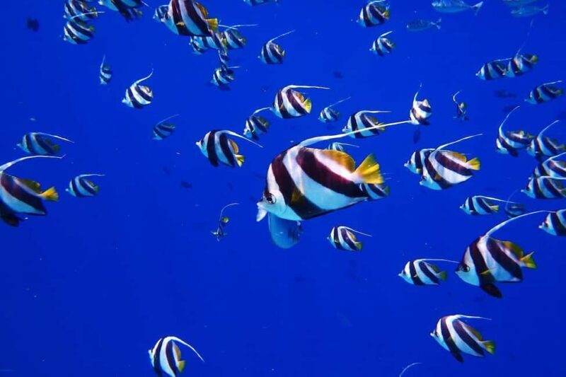 Honolulu: Hanauma Bay Snorkeling Experience w/ Hotel Pickup - The Practicalities: What to Know Before You Go