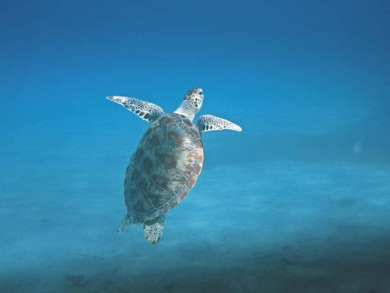 Honolulu: Hanauma Bay Snorkeling Experience w/ Hotel Pickup - Final Thoughts