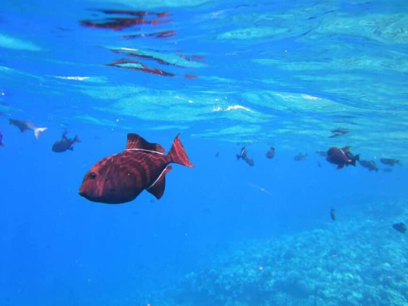 Honolulu: Hanauma Bay Snorkeling Experience w/ Hotel Pickup - FAQs