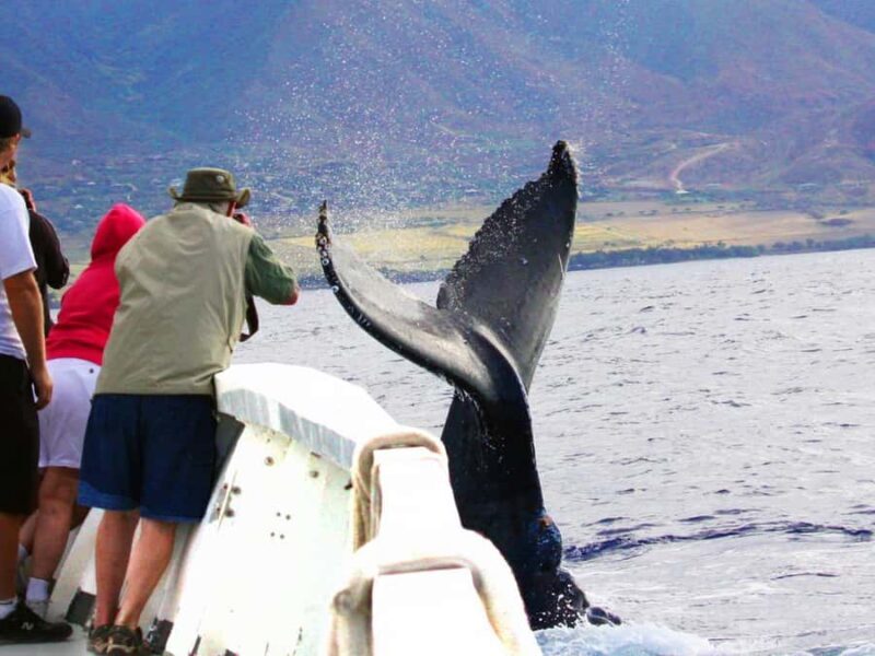 Honolulu: Oahu Whale Watching Boat Tour - The Sum Up: Is It Worth It?