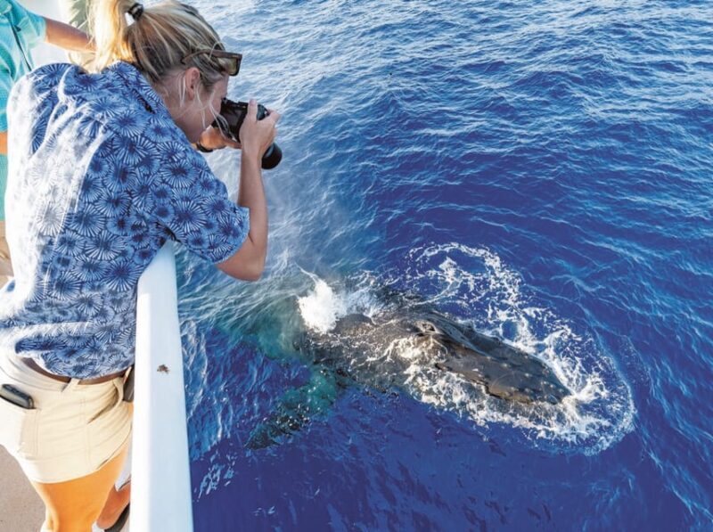 Honolulu: Oahu Whale Watching Boat Tour - FAQ