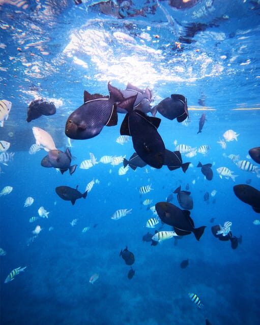 Honolulu: Private Waikiki Boat Cruises for up to 6 People - The Value of a Private Ocean Adventure