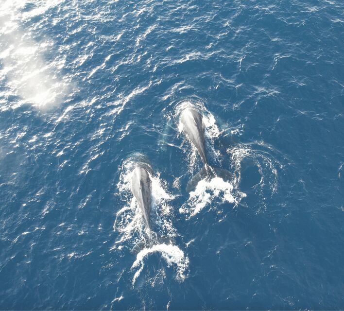 Honolulu: Private Waikiki Boat Cruises for up to 6 People - Final Thoughts