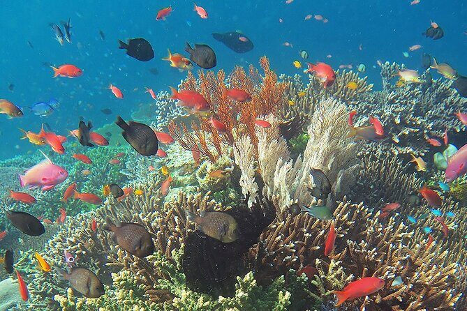 Honolulu Sailing and Snorkeling Activity - FAQs about the Honolulu Sailing and Snorkeling Activity