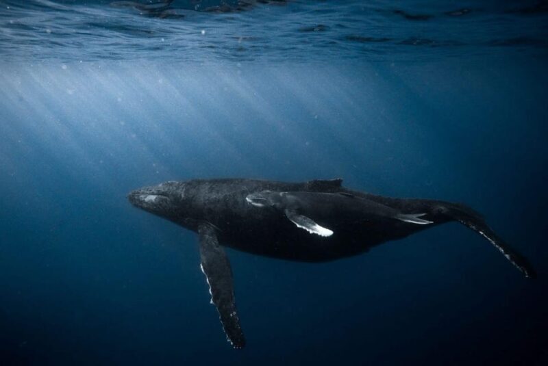 Honolulu: Scuba Diving for Certified Divers - An Authentic Underwater Adventure in Honolulu