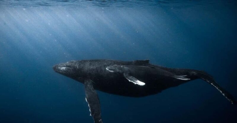 Honolulu: Scuba Diving for Certified Divers - Who is This Experience Best For?