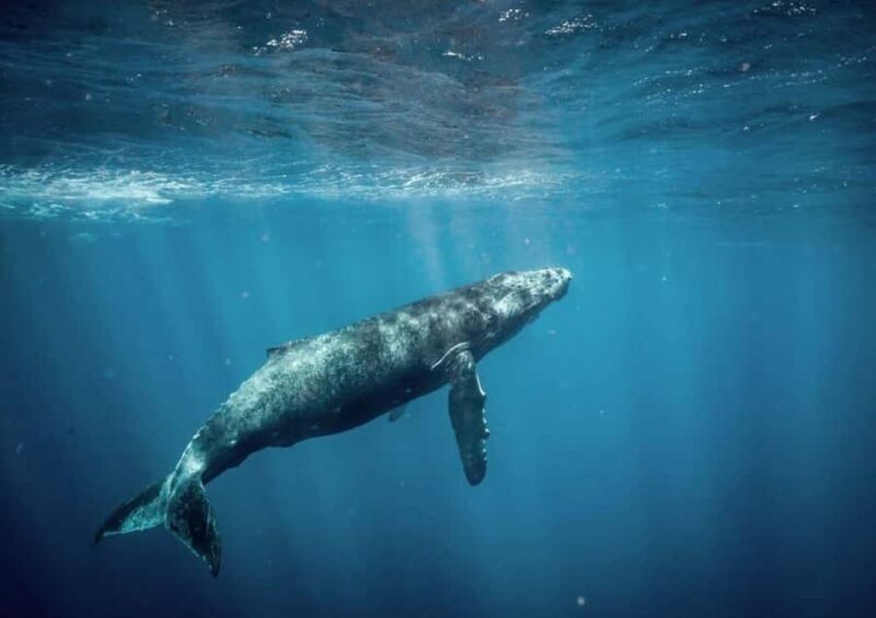 Honolulu: Small-Group Whale Watching Raft Adventure - An Honest Look at the Whale Watching Raft Adventure