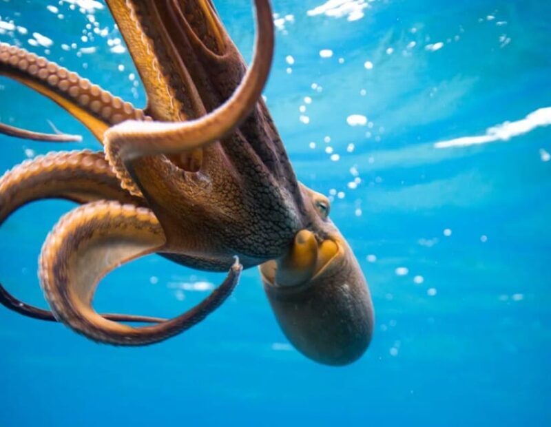 Honolulu: Sunset Snorkeling and Fireworks Cruise - The Experience in Detail