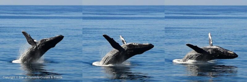 Honolulu: Whale Watching Cruise with Breakfast - Key Points