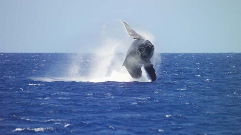 Honolulu: Whale Watching Cruise with Breakfast - Who Will Appreciate This Tour Most?
