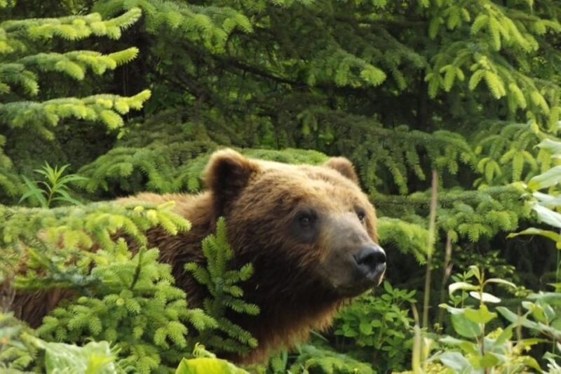 Hoonah: Chichagof Island Brown Bear Search - An In-Depth Look at the Chichagof Island Bear Search Tour