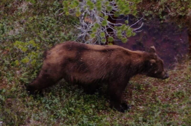 Hoonah: Icy Strait Whale Watch with Drone Filmography - The Sum Up