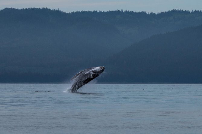 Hoonah Whale Tours - Key Points