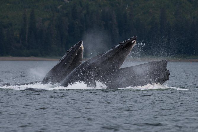 Hoonah Whale Tours - An In-Depth Look at Hoonah Whale Tours