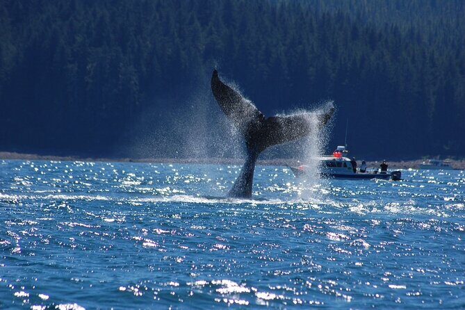 Hoonah Whale-Watching Cruise - Near Icy Strait Point - Final Thoughts: A Worthwhile Wildlife Adventure