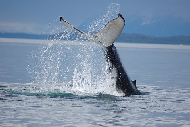Hoonah Whale-Watching Cruise - Near Icy Strait Point - FAQ