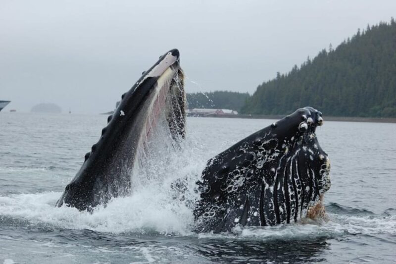 Hoonah: Whale Watching Cruise - An In-Depth Look at the Whale Watching Experience