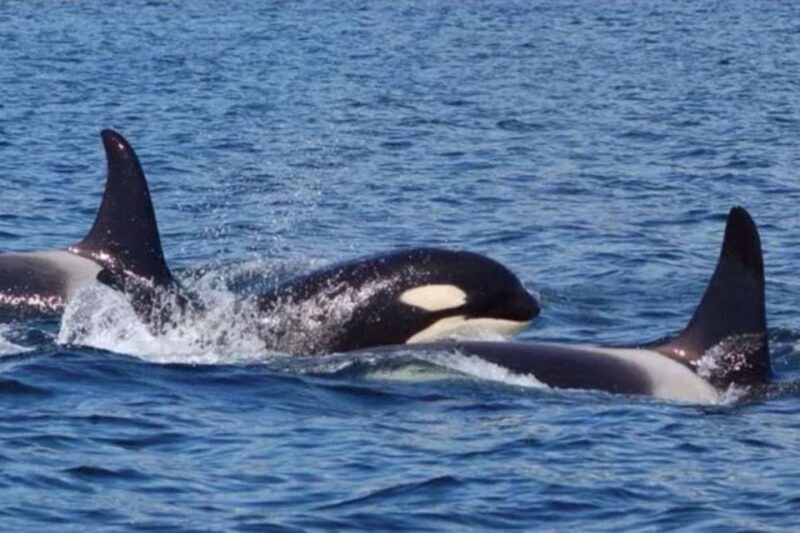 Hoonah: Whale Watching Cruise - FAQ