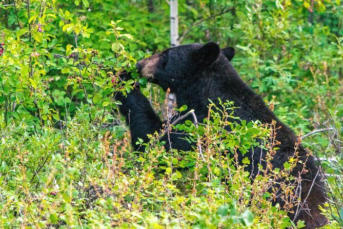 Hop-On and Hop-Off Banff Bus - FAQ