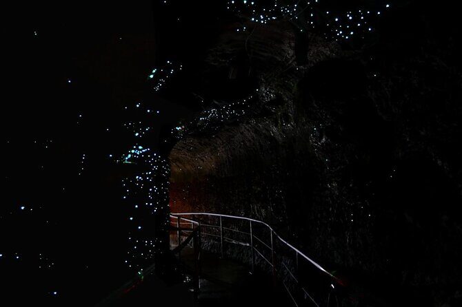 Hop on Hop off - Tamborine Rainforest Skywalk + Glow Worm Caves - Discover Tamborine Mountain: Skywalk and Glow Worm Caves in Comfort and Style