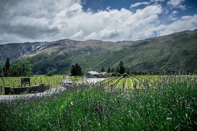 Hop on Hop off Wine Tours Queenstown - Authentic Experiences and Real Guest Perspectives
