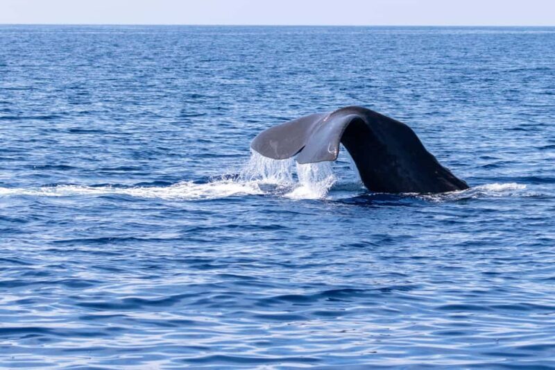 Horizon Large: whale watching off the coast of Saint-Cyr - An In-Depth Look at the Whale Watching Experience