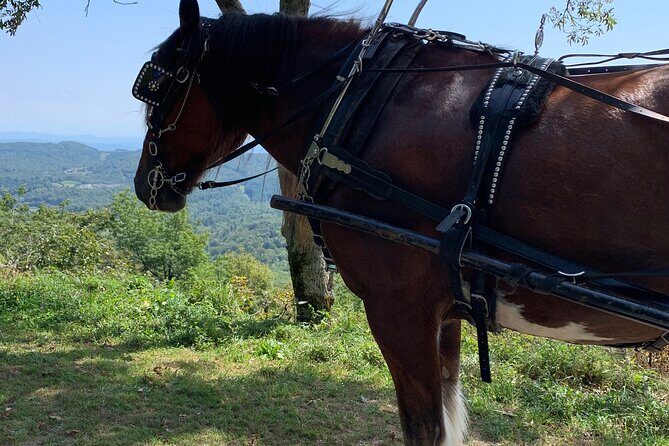 Horse and Carriage Ride through Moses H. Cone Park - FAQ