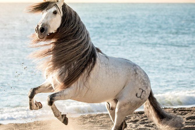 Horse and Flamenco Show in Malaga - FAQ