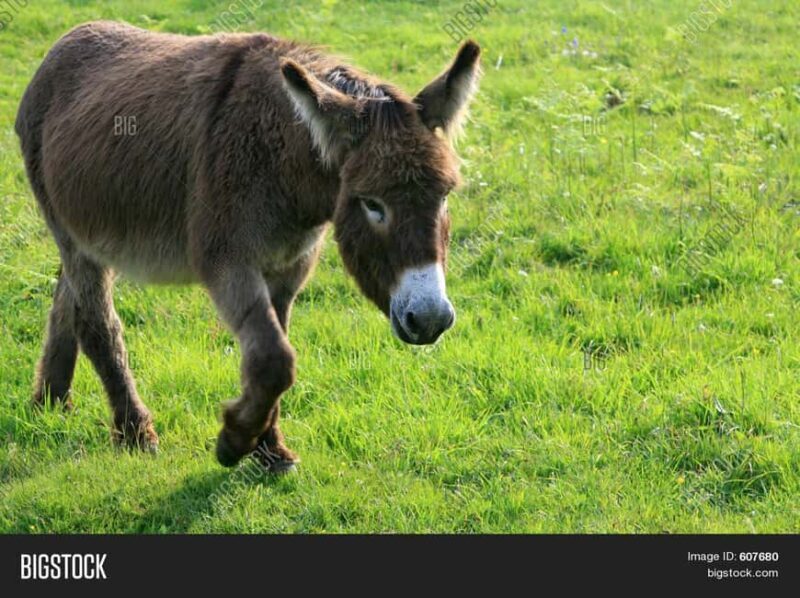 Horse, Camel, and Donkey Riding Experience at the Farm in the Antalya Region - Key Points