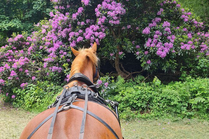 Horse drawn carriage ride york - Why This Experience Is Worth Considering