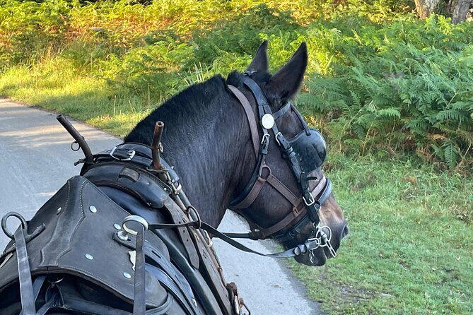 Horse-Drawn Carriage Tours in Killarney - Who Should Consider This Tour?