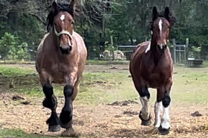 Horse Drawn Daytime Group Narrated Historic Overview Tour - Exploring Savannah’s Historic District by Horse-Drawn Carriage