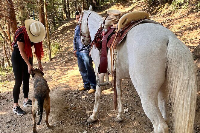 Horse experience with my family - Final Thoughts