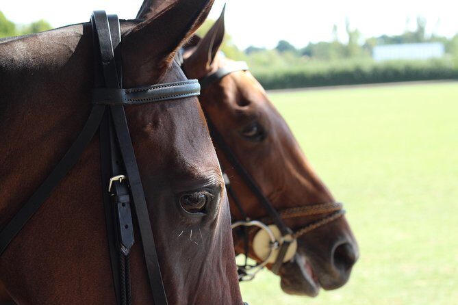 Horse & Polo in Windsor, UK - The Sum Up: Who Will Love This Experience?