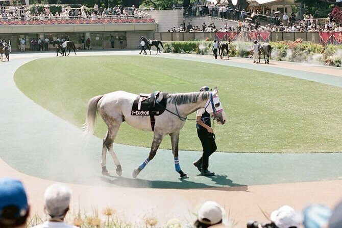 Horse Racing Tour with Local Fans in Tokyo, Oi Racecourse - The Sum Up
