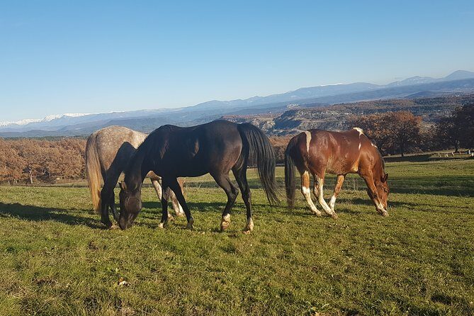 Horse ride in Haute Provence Luberon and Forcalquier - Who Should Consider This Tour?